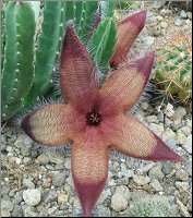 Stapelia tsomoensis jardin